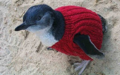 penguin sweater