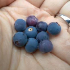Huckleberries! Be still my berry lovin' heart.