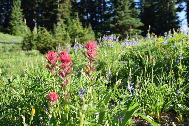 The wildflowers at Mount Rainier were on point!